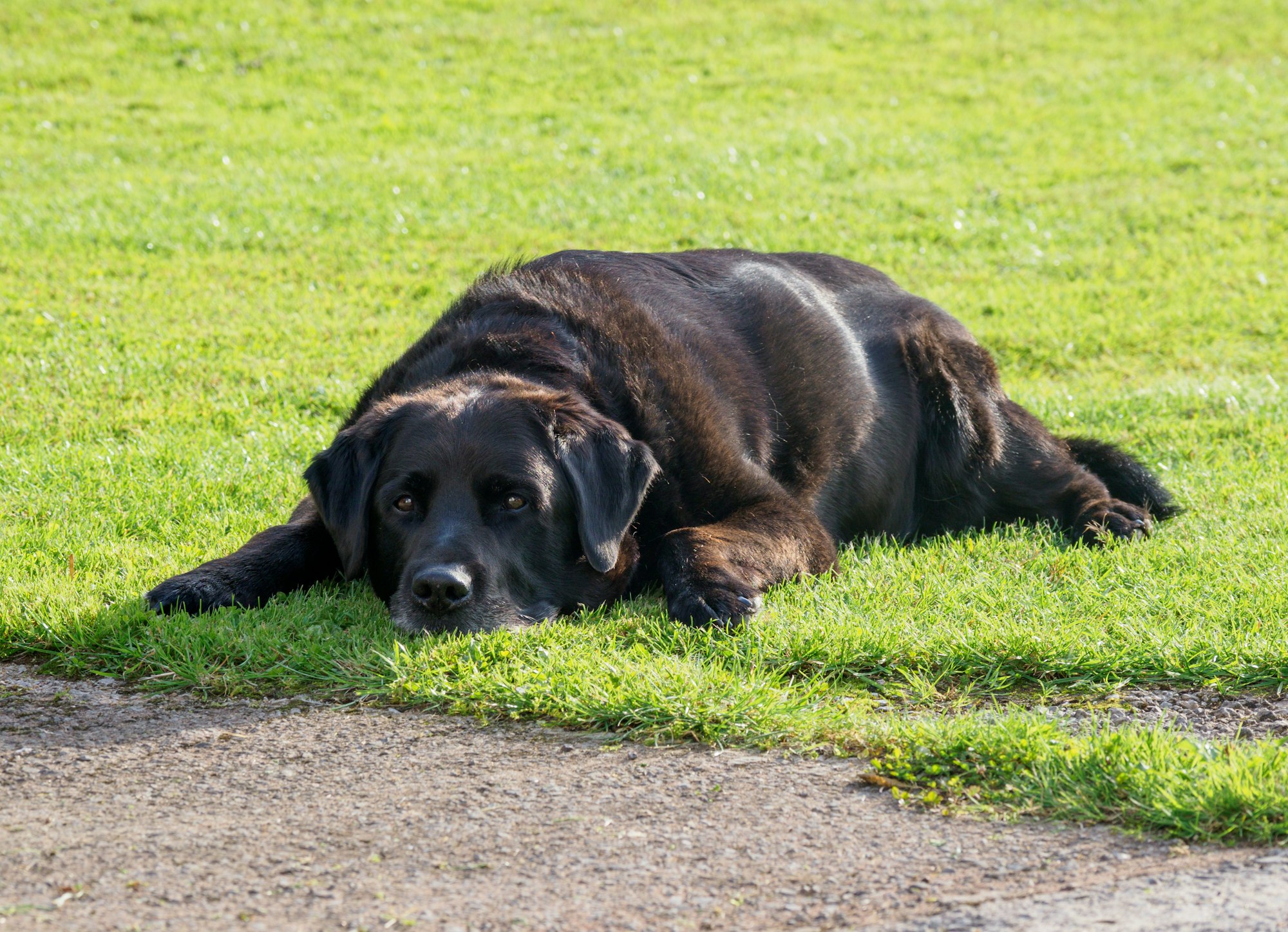 Pet photo 1