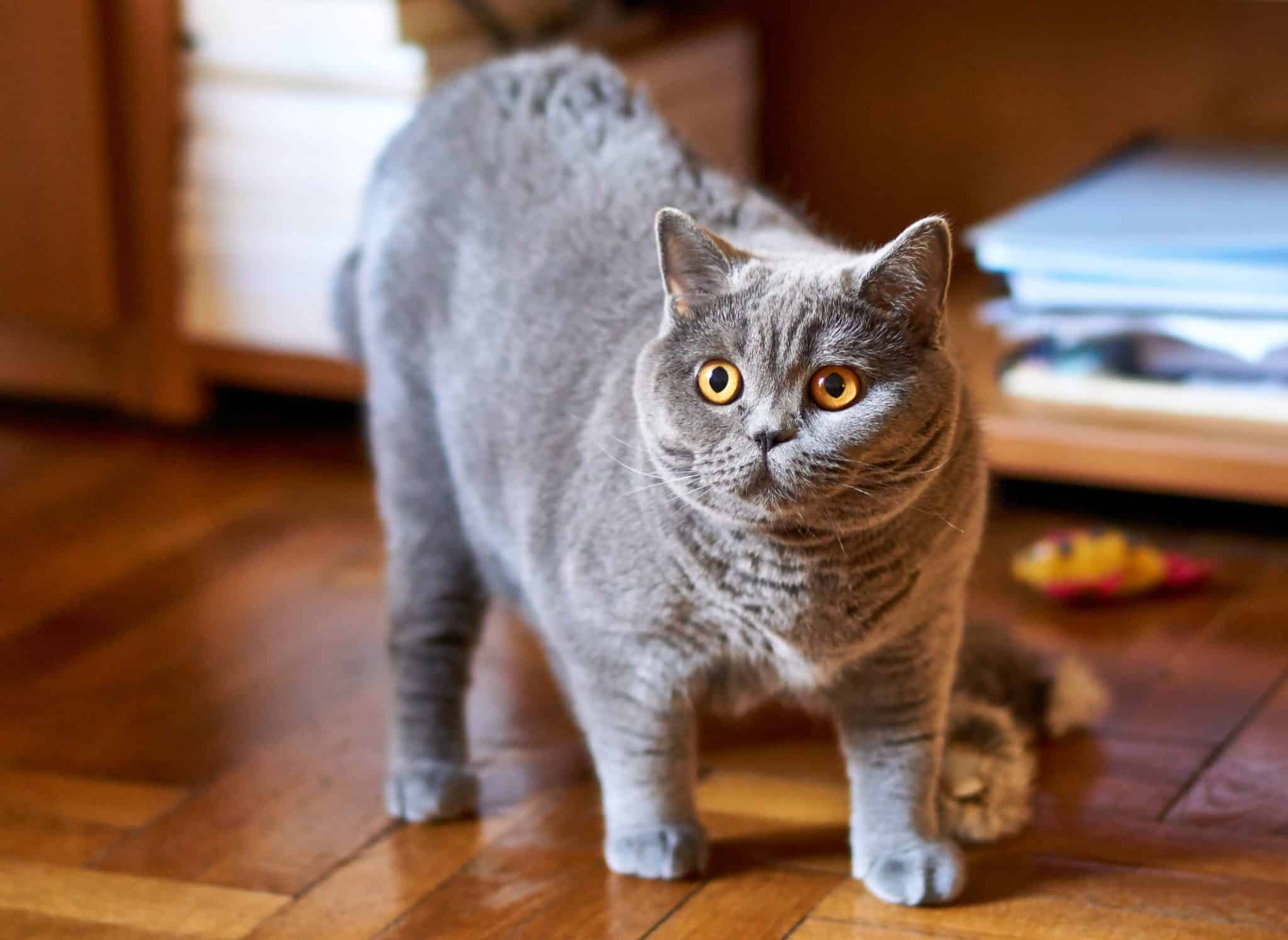 Pet photo 2